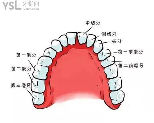 发育不良导致牙缝变大