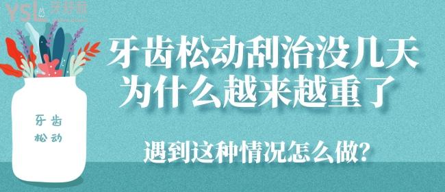 牙齿松动刮治没几天为什么越来越重了 