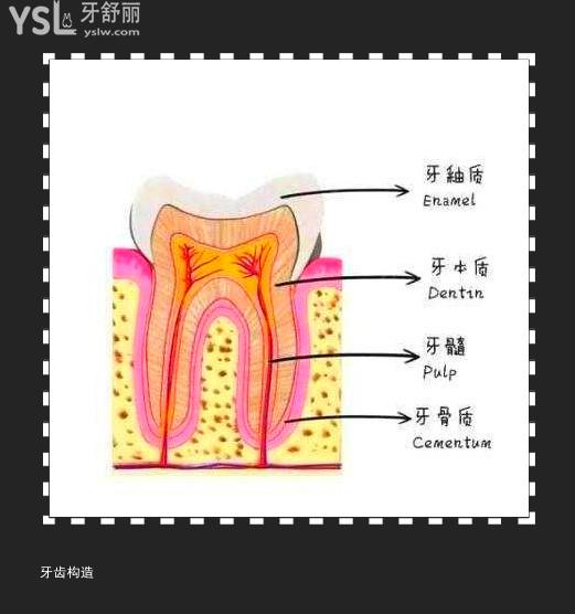 牙齿分层图片