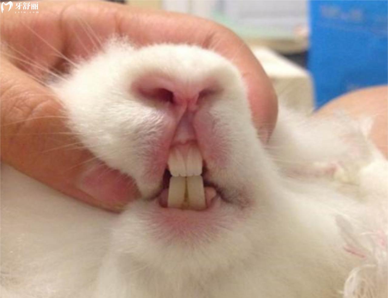 兔子牙照片 真实照片图片