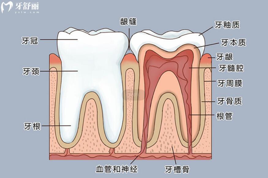 牙齿图片结构图名称图片