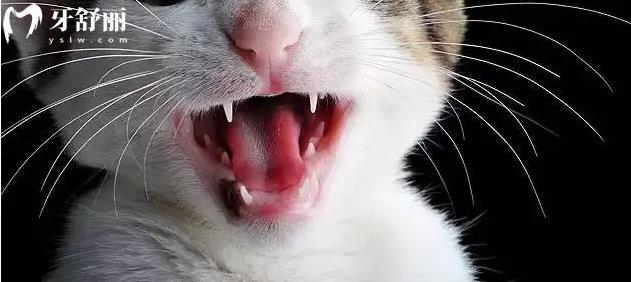 猫的牙齿太锋利怎么办 自己能用剪刀截掉一点吗？