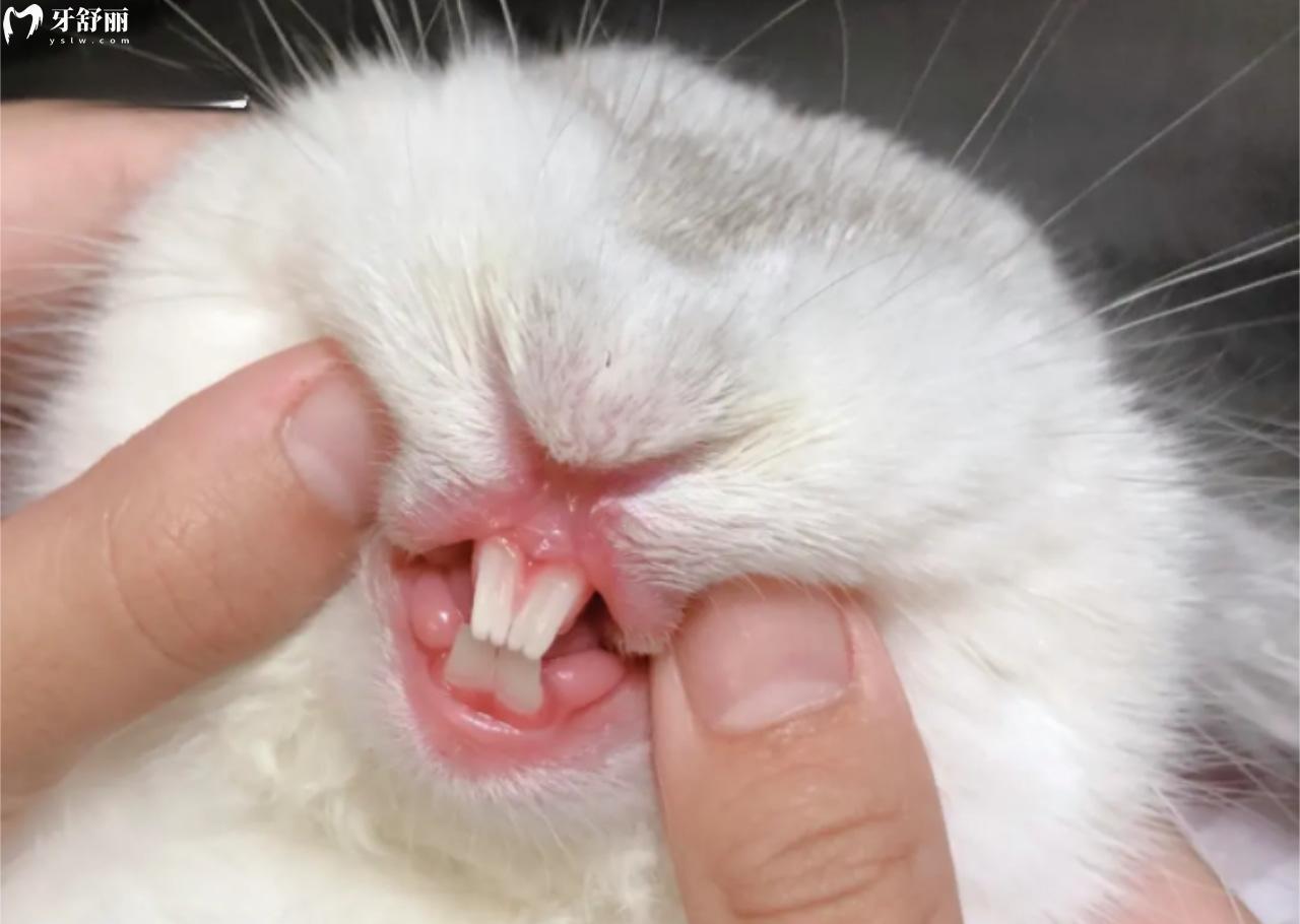 兔子的门牙