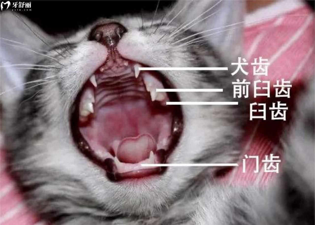 猫咪各个阶段牙齿图图片