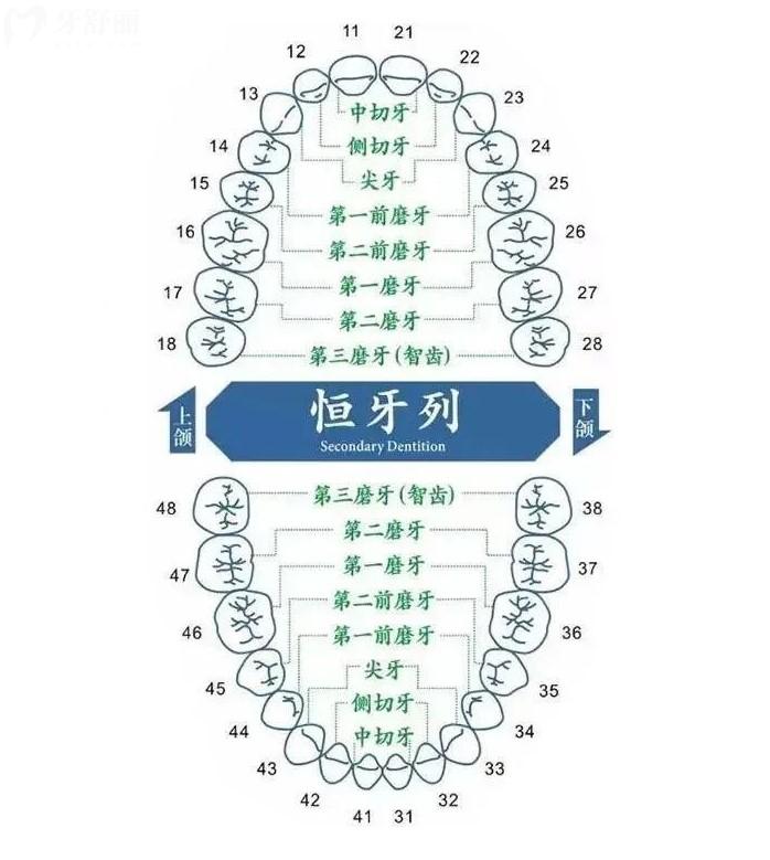 双尖牙的位置图图片