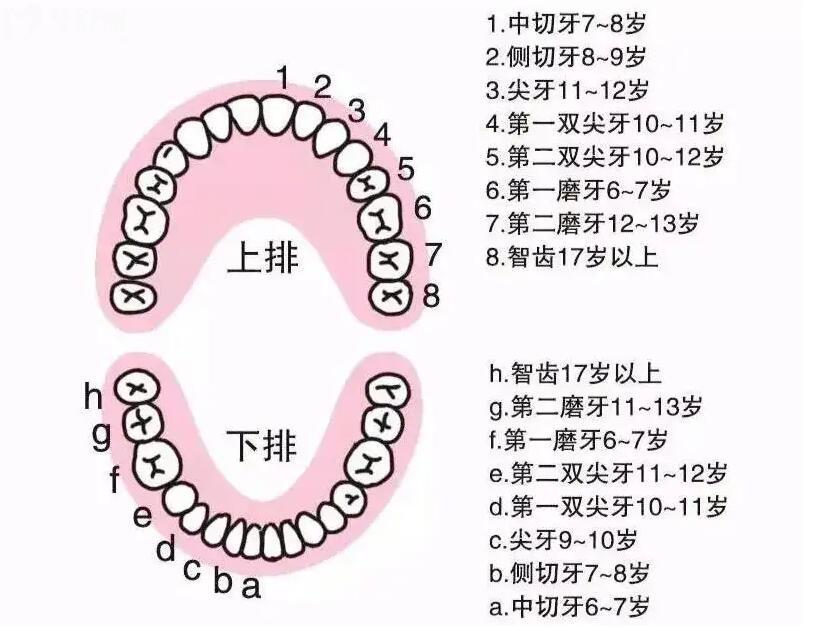 恒牙生长顺序图片图片