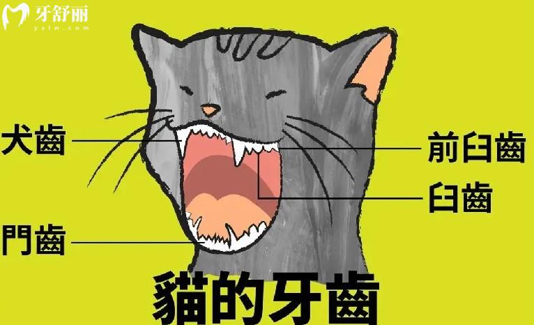 猫的牙齿松动了是否要帮她拔出