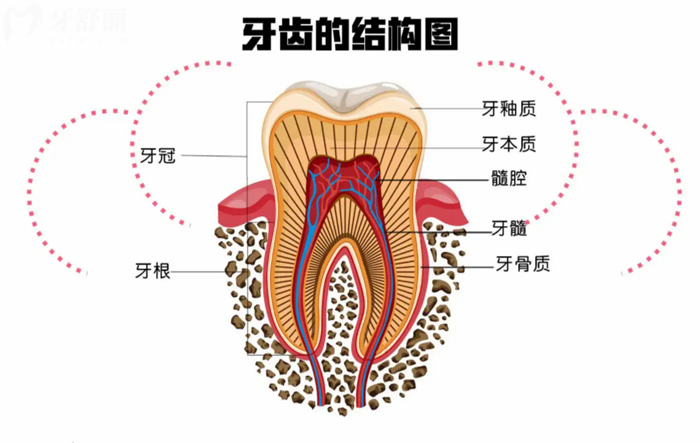 28颗牙齿名称图片 颗牙图片