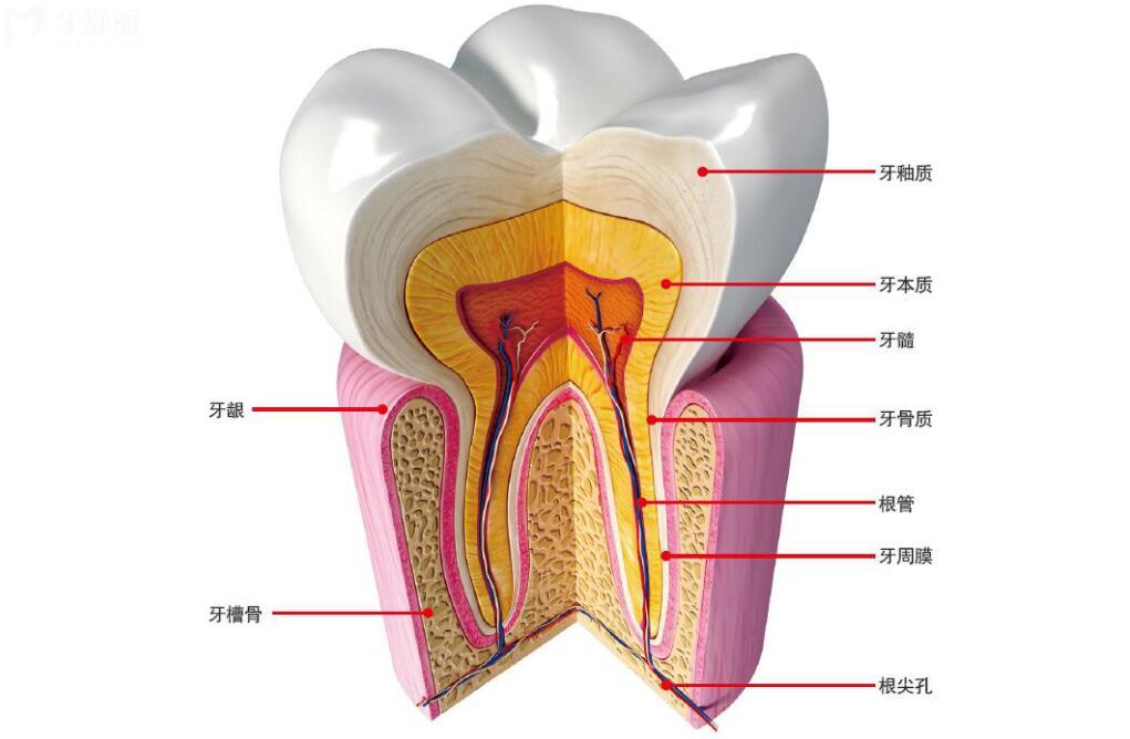 牙齿的具体组织结构有哪些呢