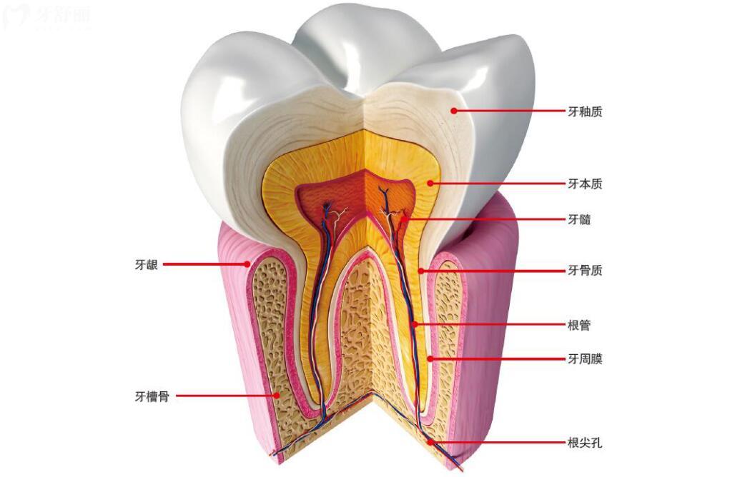 牙的形态构造图片