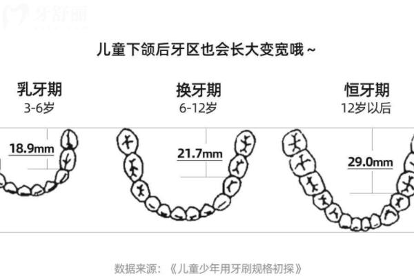 儿童牙齿发育的三个阶段有哪些