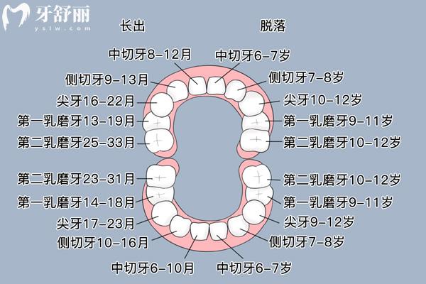 小孩子换牙顺序和年龄时间表