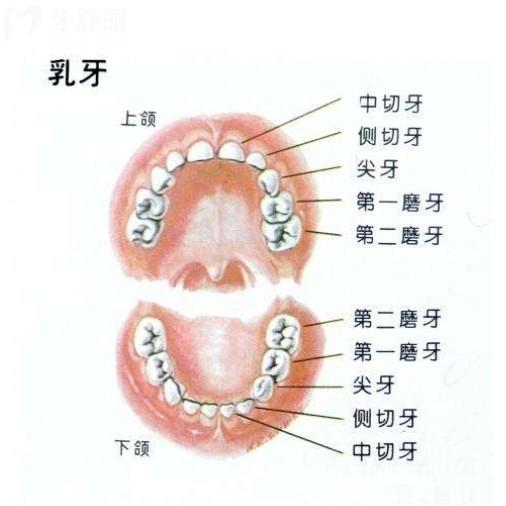 乳牙是拔掉还是自然脱落好